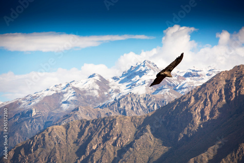 Andean Condor flying over the Colca Canyon in Peru