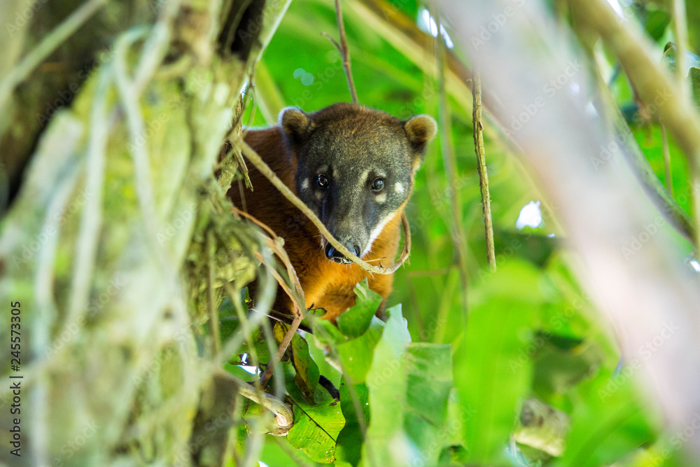 Close-up of a Coati in the Amazone of Bolivia Close-up of a Coati in the Amazone of Bolivia