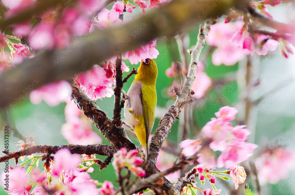 Japanese White-eye, Zosterops japonicus on tree branch for eating nectar from pink cherry blossom Japanese White-eye, Zosterops japonicus on tree branch for eating nectar from pink cherry blossom