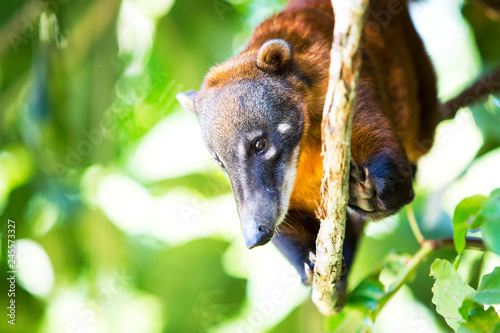 Close-up of a Coati in the Amazone of Bolivia