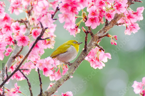 Japanese White-eye  Zosterops japonicus on tree branch for eating nectar from pink cherry blossom