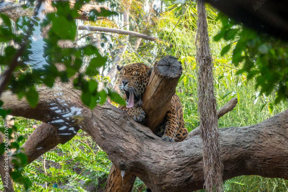 Jaguar lying on a tree, yawning with mouth wide open Jaguar lying on a tree, yawning with mouth wide open
