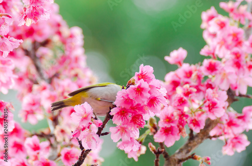 Japanese White-eye, Zosterops japonicus on tree branch for eating nectar from pink cherry blossom © kedsirin