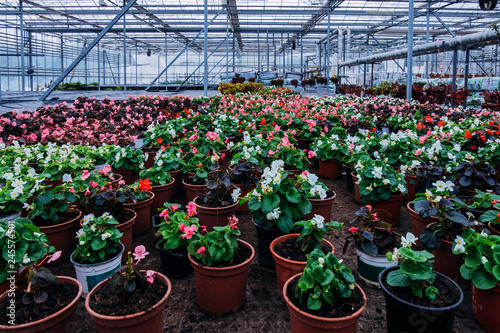 Growing of begonia in plastic flower pots in greenhouse 
