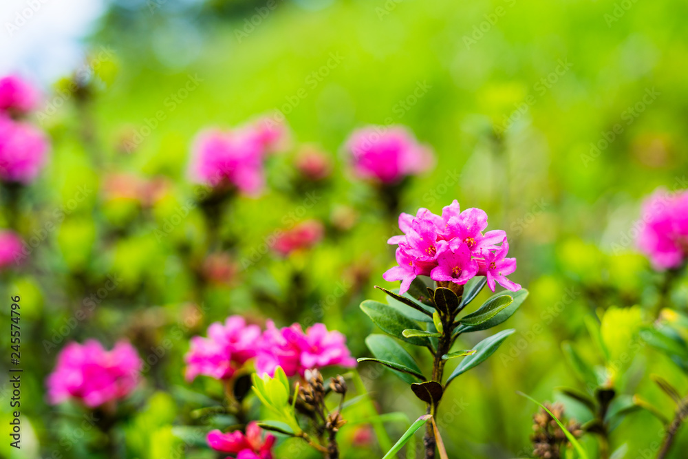 Rosa blühende Alpenrose
