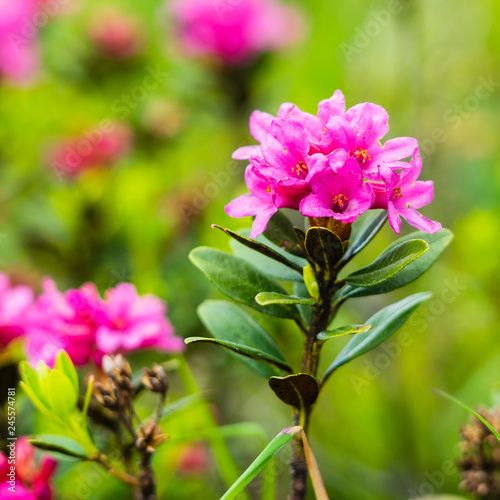 Rosa blühende Alpenrose photo