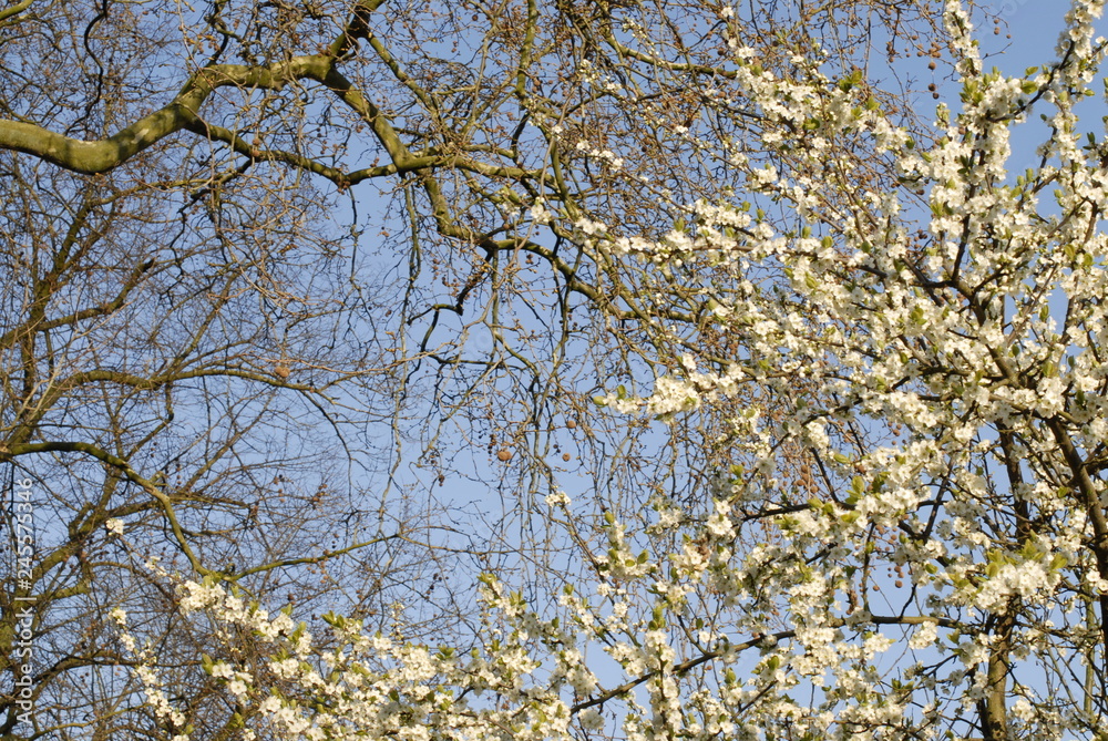 Fototapeta premium springtime