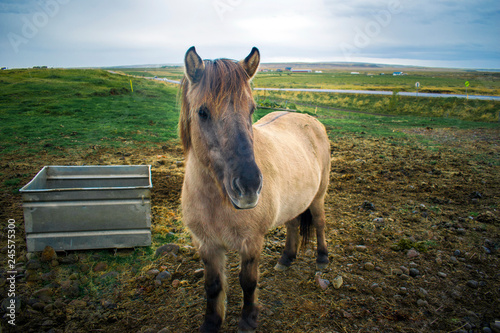 Gorgeous beige Icelandic horse on pasture while grazing. Overcast summer landscape. 