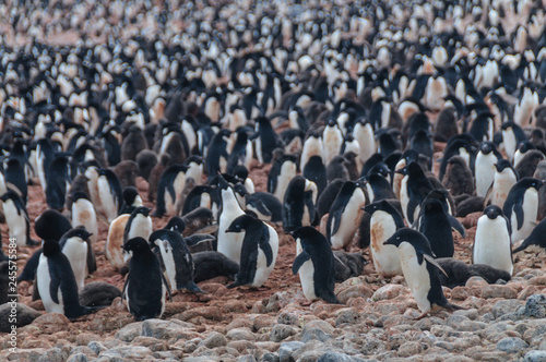 Adelie Penguins on Paulet Island