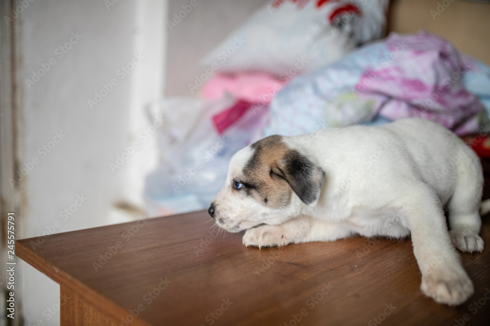 cute spotted puppy lying on the table