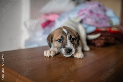 cute spotted puppy lying on the table