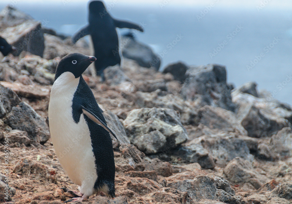Obraz premium Adelie Penguins on Paulet Island