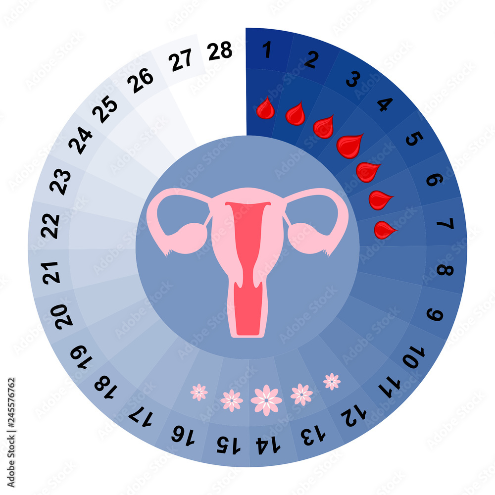 Menstrual cycle calendar vector illustration Stock Vector Adobe Stock