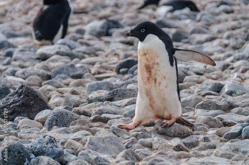 Adelie Penguins on Paulet Island