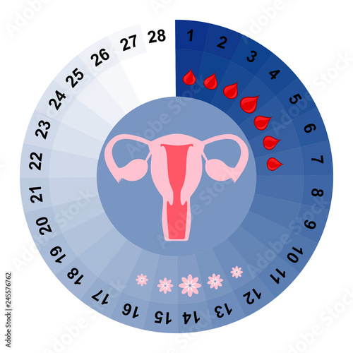 Menstrual cycle calendar vector illustration