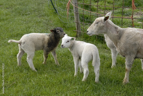 Fototapeta Naklejka Na Ścianę i Meble -  Mother sheep with her two lambs