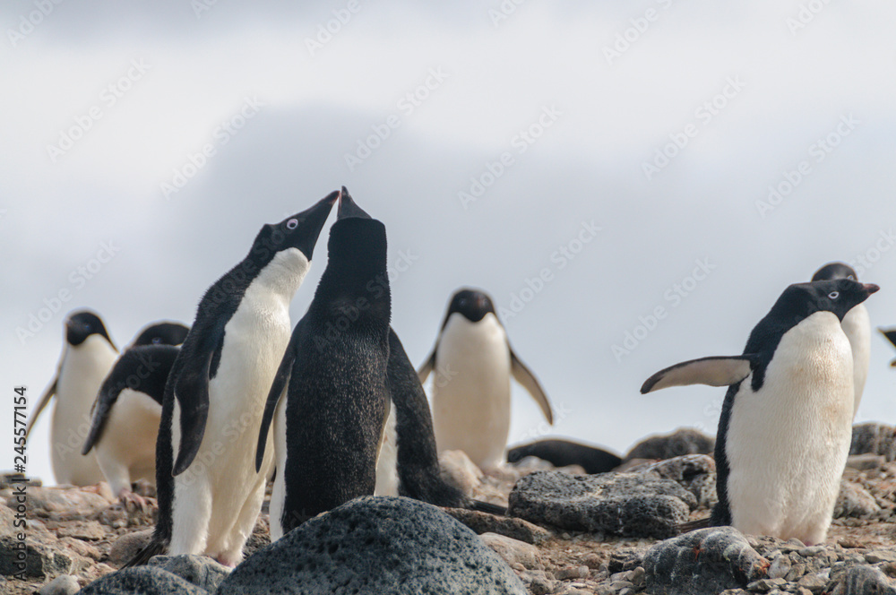 Obraz premium Adelie Penguins on Paulet Island