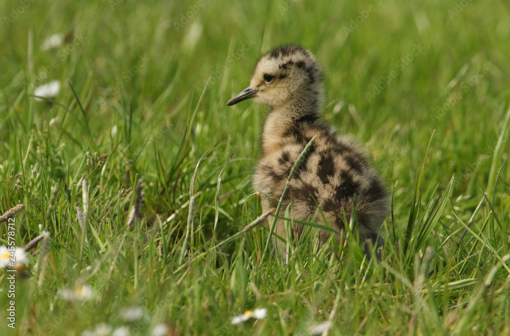 A cute Curlew chick (Numenius arquata) hunting for food in a meadow. A cute Curlew chick (Numenius arquata) hunting for food in a meadow.