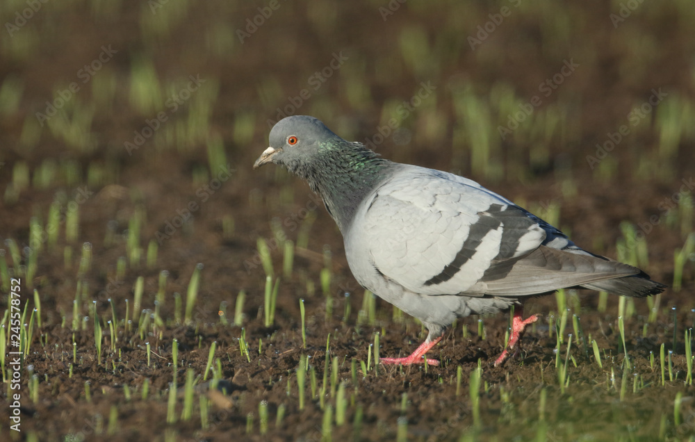 A Rock Dove or Feral pigeons (Columba livia) searching for food in a crop field that is just starting to show the newly grown green shoots. A Rock Dove or Feral pigeons (Columba livia) searching for food in a crop field that is just starting to show the newly grown green shoots.