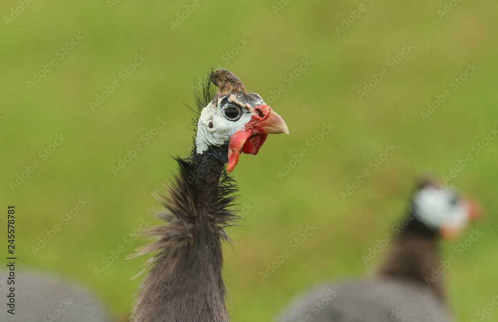 A head shot of a Guinea Fowl (Numididae).