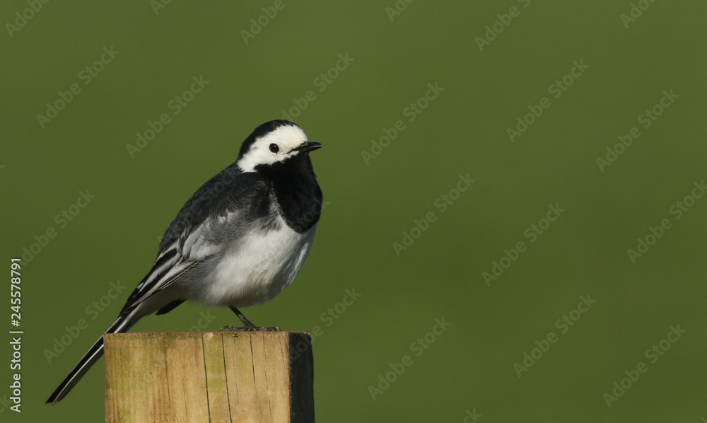 Obraz premium A stunning Pied Wagtail (Motacilla alba) perched on a post in Orkney, Scotland.