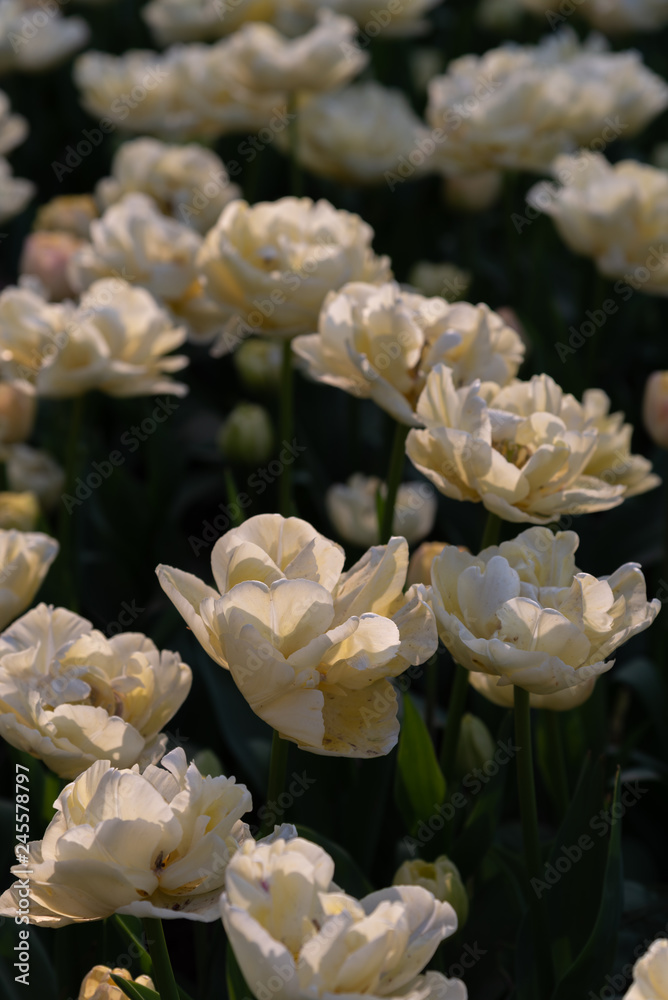 Obraz premium Double Late Tulipa Creme Upstar. Colorful Tulip flower fields.