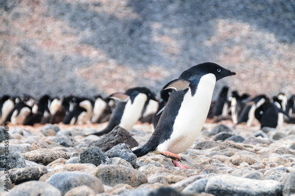 Fototapeta premium Adelie Penguins on Paulet Island