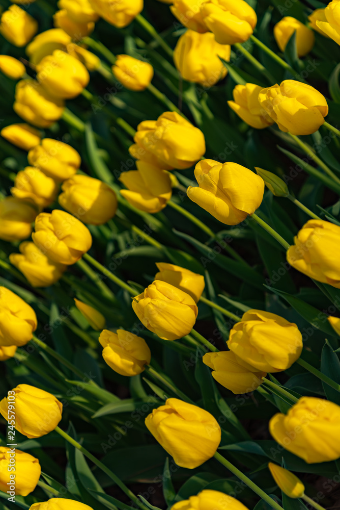 Yellow Triumph Tulipa Kikomachi. Colorful Tulip flower fields. Yellow Triumph Tulipa Kikomachi. Colorful Tulip flower fields.