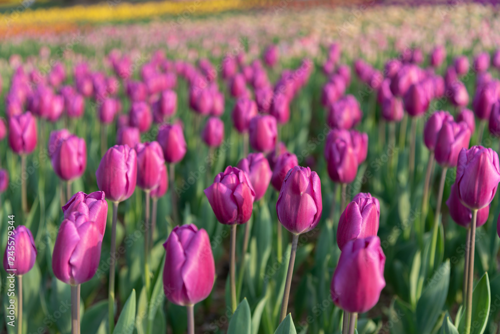 Purple Triumph Tulipa Negrita. Colorful Tulip flower fields.