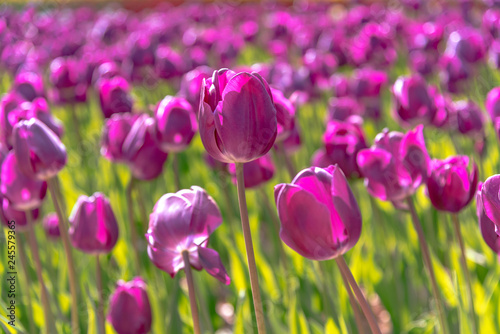 Purple Triumph Tulipa Negrita. Colorful Tulip flower fields.