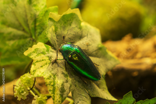 Beautiful Jewel beetle perching on a leaf photo