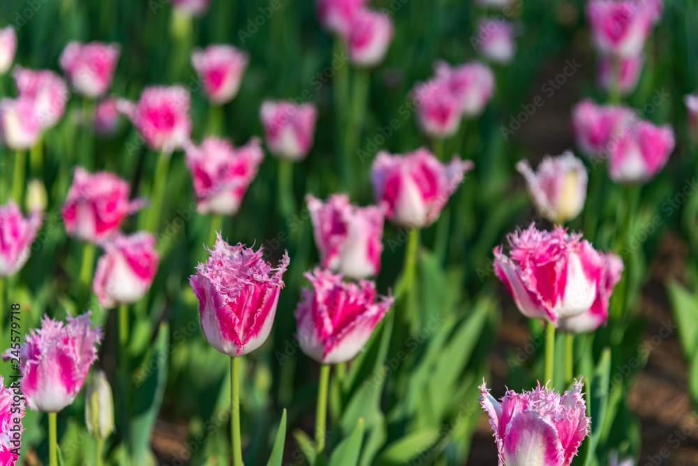 Fototapeta premium Pink Fringed Tulipa Huis Ten Bosch. Colorful Tulip flower fields.