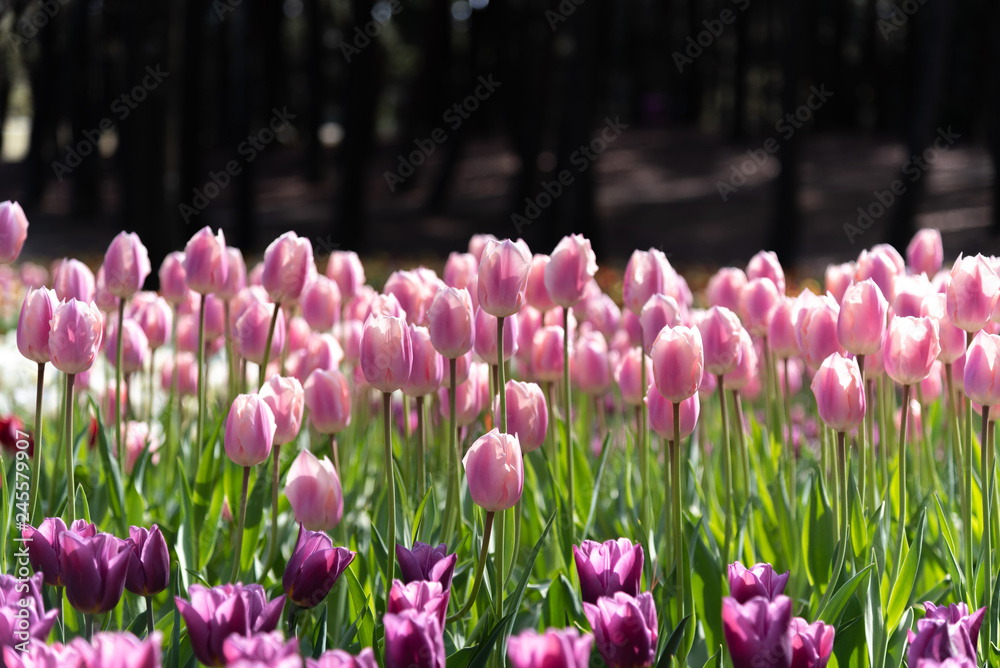 Pink Triumph Tulipa Thijs Boots. Colorful Tulip flower fields.