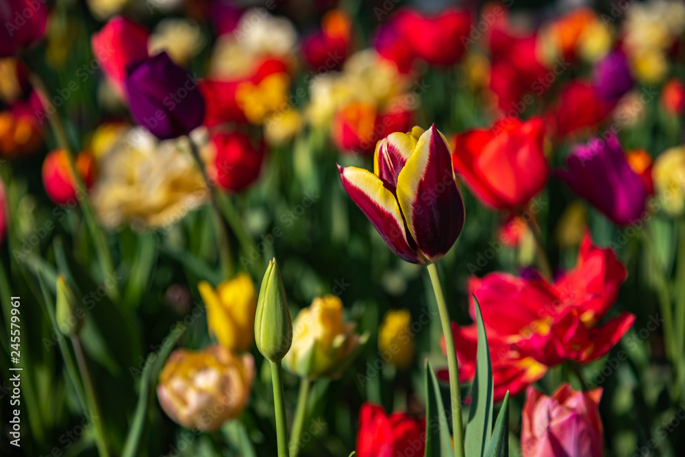 Triumph Tulipa Gavota. Colorful Tulip flower fields. Triumph Tulipa Gavota. Colorful Tulip flower fields.