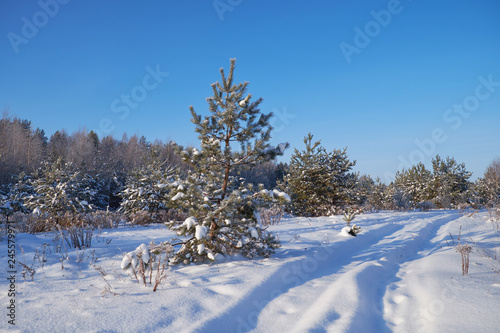 nature winter forest snow