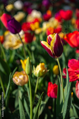 Triumph Tulipa Gavota. Colorful Tulip flower fields.