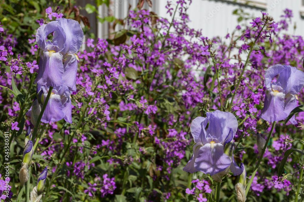 Fototapeta premium Purple Iris with wild Dame's rocket flowers