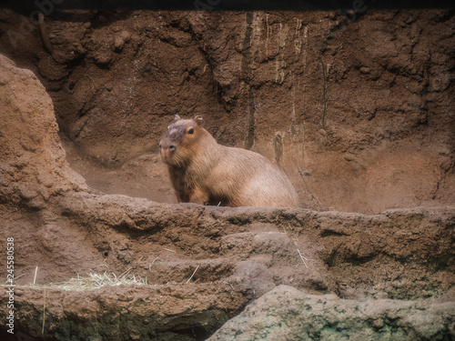 Capybara sitting on the rock / animal