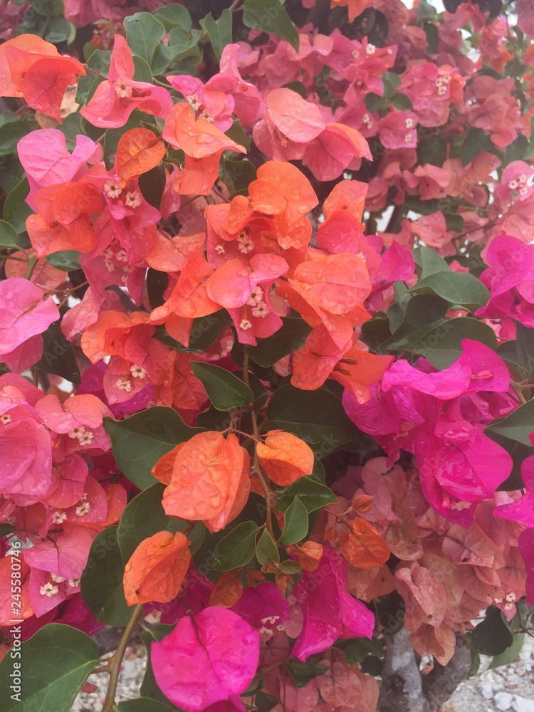 Bougainvillaea Multicolour Bougainvillaea Multicolour