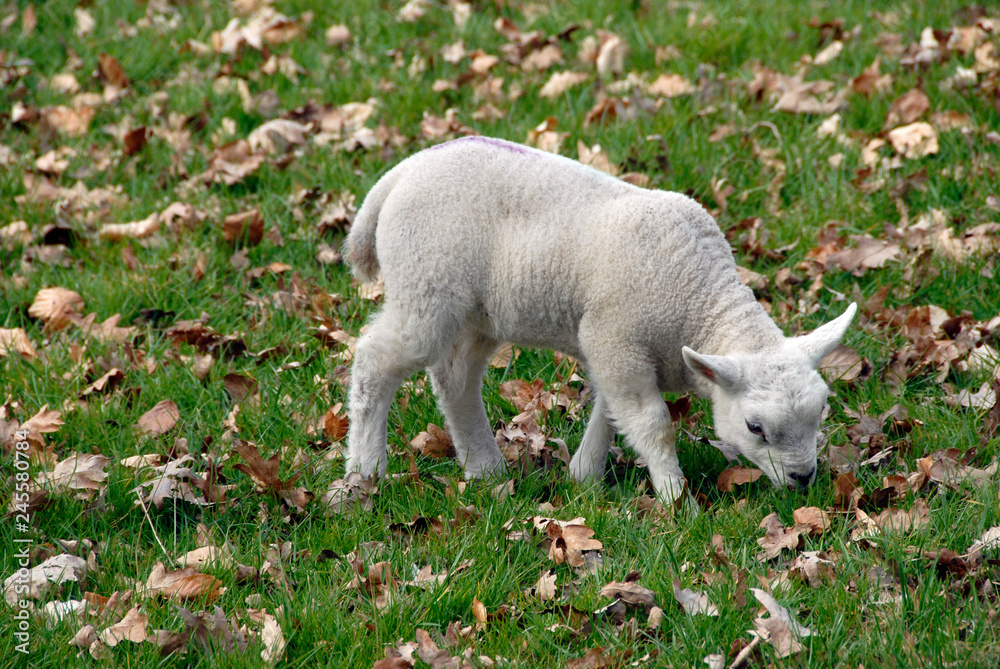 Baby lamb is eating grass