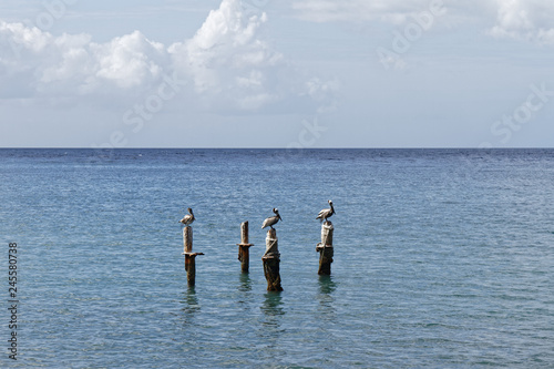 Pelicans resting on a post in the caribbean sea - Martinique FWI © chromoprisme