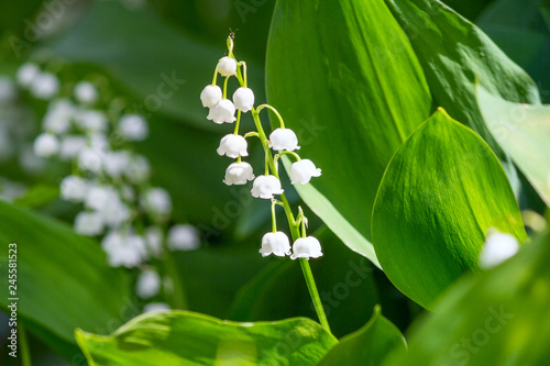 Fotografía Lily of the valley (Convallaria majalis), blooming in the spring forest, close-u