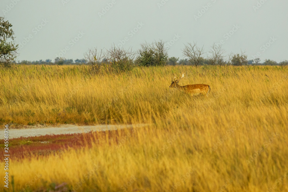 Wildlife landscape - male fallow deer (Dama dama) in the steppe thickets on hot summer day Wildlife landscape - male fallow deer (Dama dama) in the steppe thickets on hot summer day