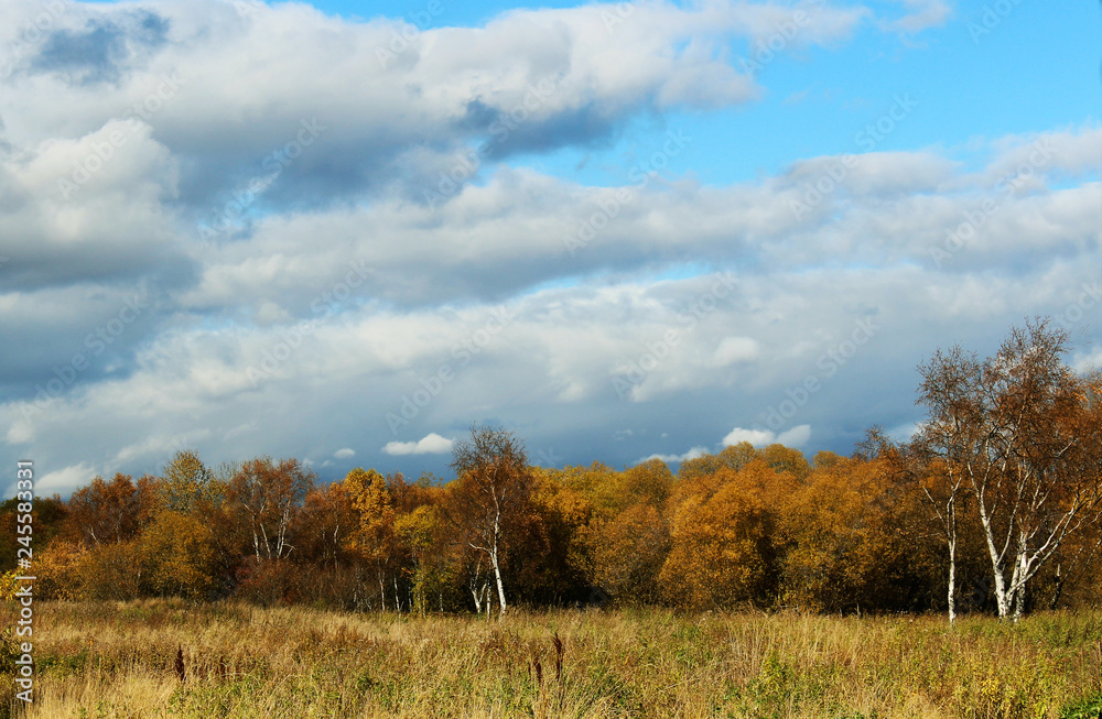 autumn landscape with trees and blue sky