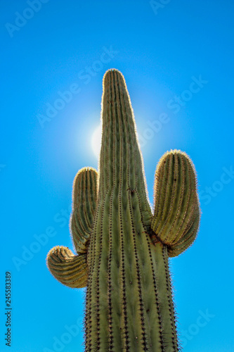 Saguaro in Scottsdale on a clear sunny day