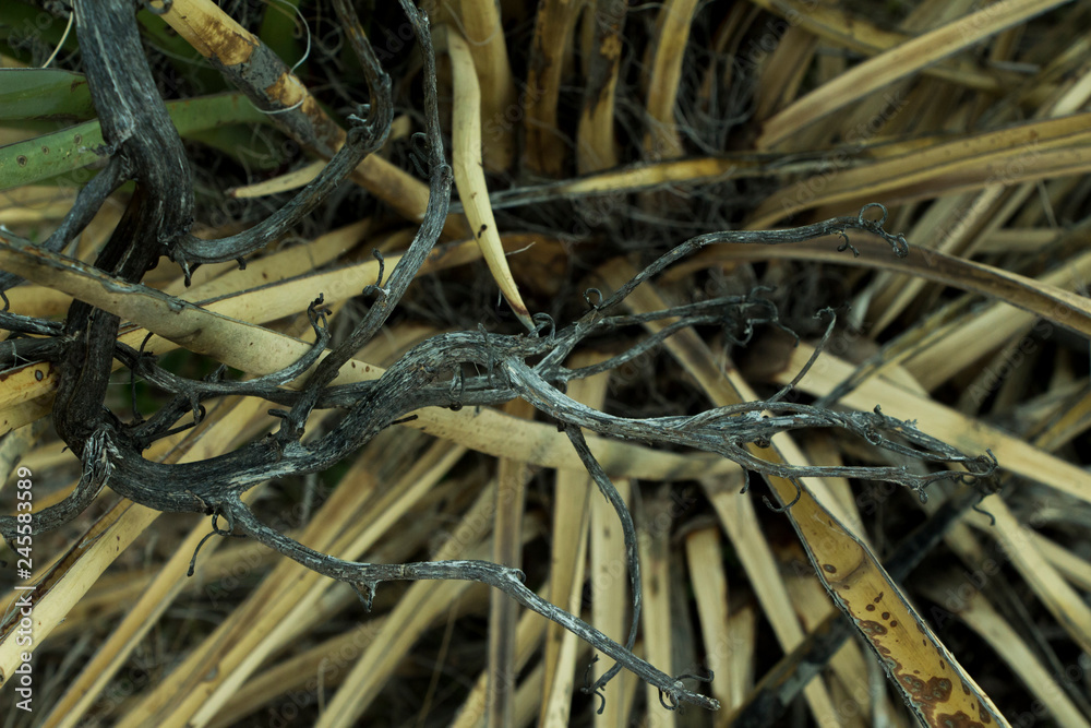 Closeup on a dead yucca plant