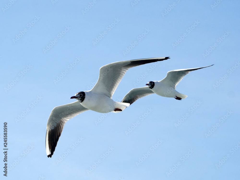 Obraz premium OLYMPUS DIGITAL CAMERA