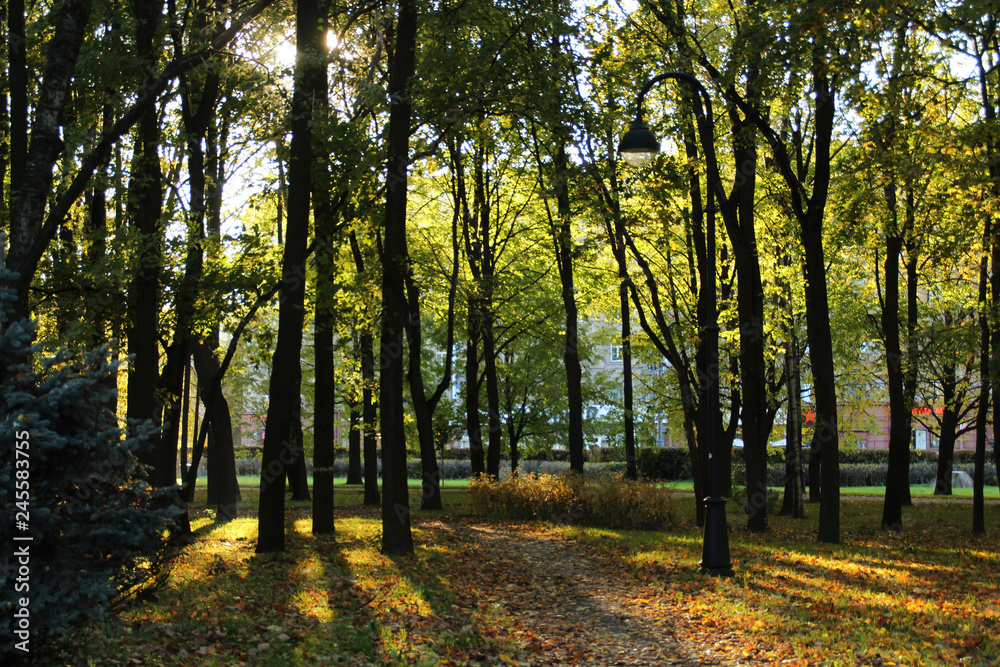 Obraz premium autumn in the forest