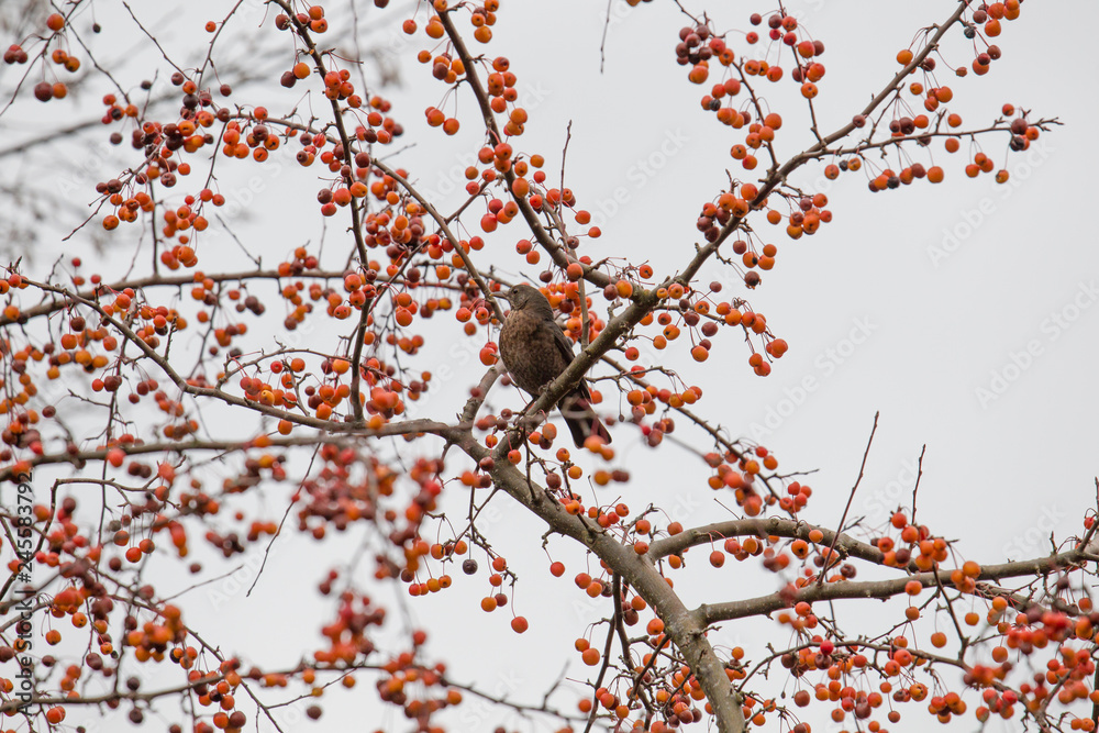 Blackbird female in the branches of an ornamental apple tree in a home garden in winter Blackbird female in the branches of an ornamental apple tree in a home garden in winter