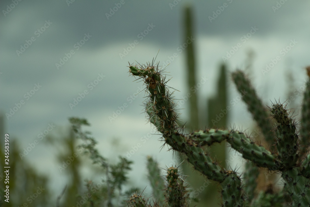 Cholla cactus close up in an approaching storm in Scottsdale Cholla cactus close up in an approaching storm in Scottsdale